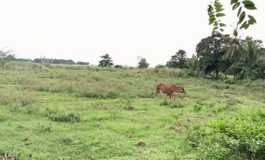 5,748 Sqm Lot for Sale in ABRA, Ilocos