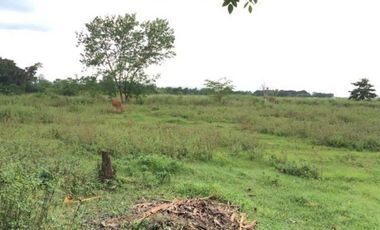 5,748 Sqm Lot for Sale in ABRA, Ilocos