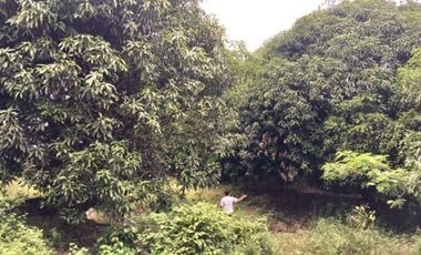 5,748 Sqm Lot for Sale in ABRA, Ilocos
