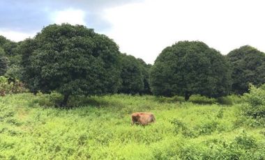 5,748 Sqm Lot for Sale in ABRA, Ilocos