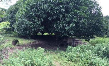 5,748 Sqm Lot for Sale in ABRA, Ilocos