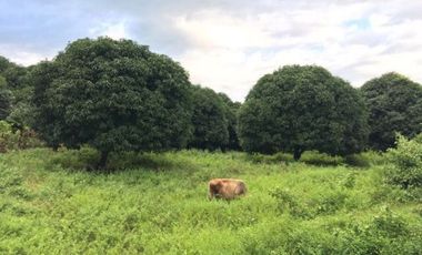 5,748 Sqm Lot for Sale in ABRA, Ilocos