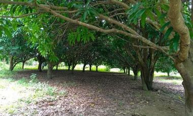5,748 Sqm Lot for Sale in ABRA, Ilocos