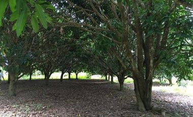 5,748 Sqm Lot for Sale in ABRA, Ilocos