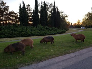 Terreno - Carpinchos