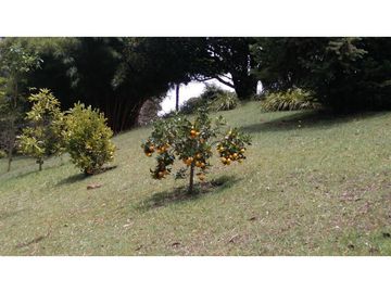 Venta Finca en el Carmen de Viboral sector Aguas Claras