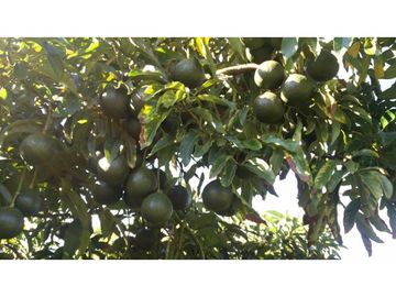 Venta Finca en el Carmen de Viboral sector Aguas Claras