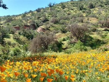 Parcela en venta en Curacaví 5300 m2