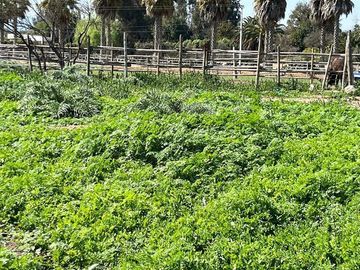 Parcela en Venta en Camino Alto Rumay