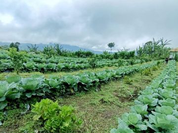DIJUAL TANAH GOBLEG BANJAR BULELENG, BALI