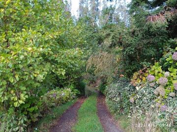 Sitio en Venta en lago ranco/ sector Ignao