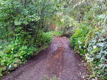 Sitio en Venta en lago ranco/ sector Ignao