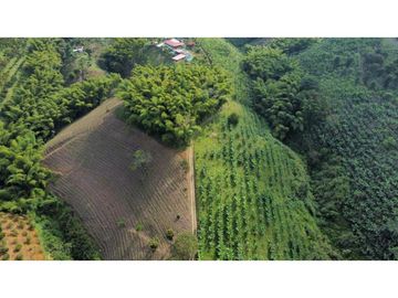 FINCA PRODUCTIVA EN QUIMBAYA