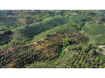FINCA PRODUCTIVA EN QUIMBAYA