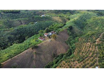 FINCA PRODUCTIVA EN QUIMBAYA