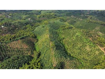 FINCA PRODUCTIVA EN QUIMBAYA