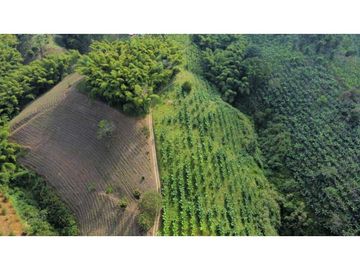 FINCA PRODUCTIVA EN QUIMBAYA
