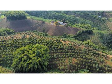 FINCA PRODUCTIVA EN QUIMBAYA