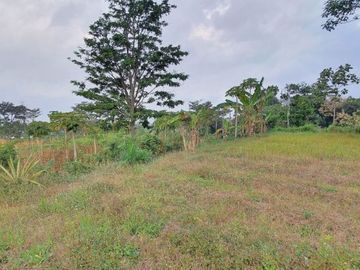 TANAH DAU LAGI TURUH HARGA CHECK
