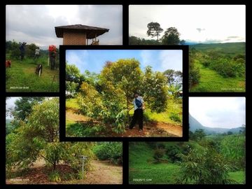 Tanah Plus Kebun Dijual Murah di Bogor Timur Siap Panen