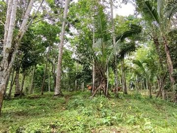 Kebun Durian dan Manggis dekat Villa Bali Lush Tabanan
