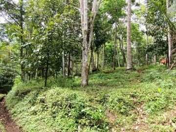 Kebun Durian dan Manggis dekat Villa Bali Lush Tabanan