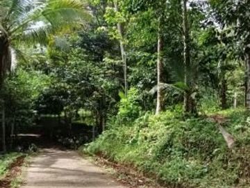 Kebun Durian dan Manggis dekat Villa Bali Lush Tabanan
