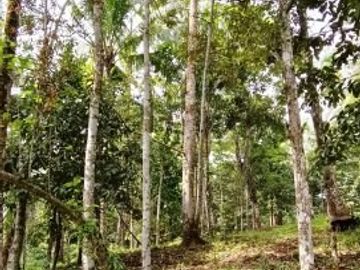 Kebun Durian dan Manggis dekat Villa Bali Lush Tabanan