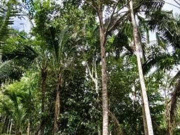 Kebun Durian dan Manggis dekat Villa Bali Lush Tabanan