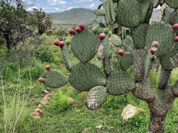 Rancho en Lagos de Moreno en Venta