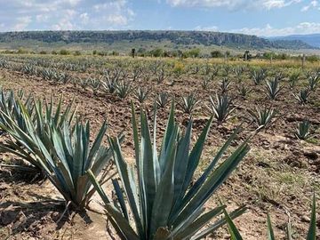 Rancho en Lagos de Moreno en Venta