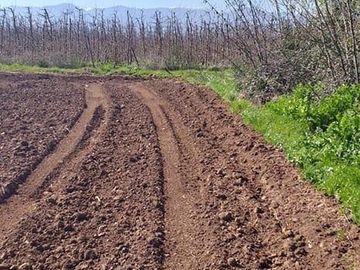 Vende Parcela Agrícola De 15,8 Hectareas 19,39 acciones de agua En Panimávida, VII