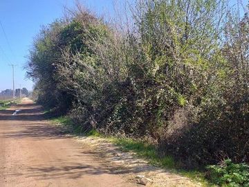 Vende Parcela Agrícola De 15,8 Hectareas 19,39 acciones de agua En Panimávida, VII