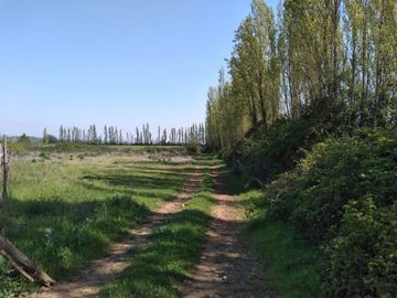 Vende Parcela Agrícola De 15,8 Hectareas 19,39 acciones de agua En Panimávida, VII