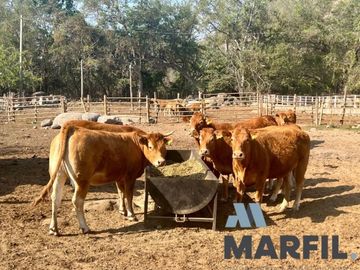 Rancho en Venta para Agricultura o Ganadería en Juluapan, Colima
