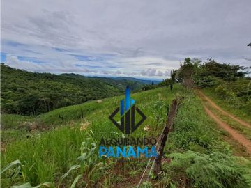 Se Vende Finca Ganadera 33 Ha Herrera Chepo USD255000