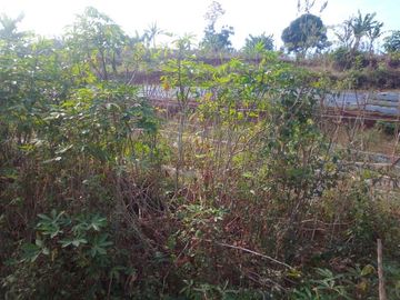 4732 M2 Tanah Kebun Dekat Pemkab Bandung Barat, Pasirsalam, Ngamprah.