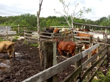 Excelente Opción, Rancho en Venta de 32 has, 2 km de Tizimin