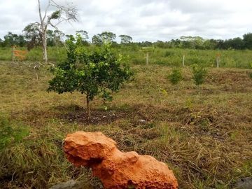 Excelente Opción, Rancho en Venta de 32 has, 2 km de Tizimin