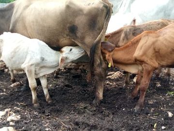 Excelente Opción, Rancho en Venta de 32 has, 2 km de Tizimin