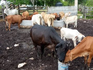 Excelente Opción, Rancho en Venta de 32 has, 2 km de Tizimin
