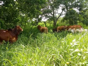 Excelente Opción, Rancho en Venta de 32 has, 2 km de Tizimin