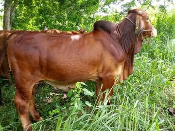 Excelente Opción, Rancho en Venta de 32 has, 2 km de Tizimin