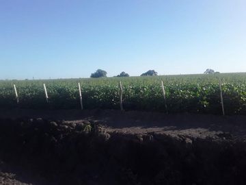VENDO!! CAMPO AGRÃCOLA EN BOVRIL