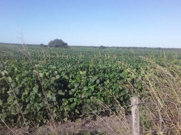 VENDO!! CAMPO AGRÃCOLA EN BOVRIL