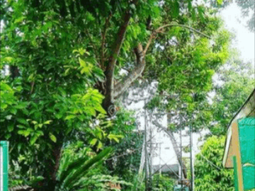 Dijual Rumah Dengan Taman Luas Classic Tropical Di Kebon Jeruk