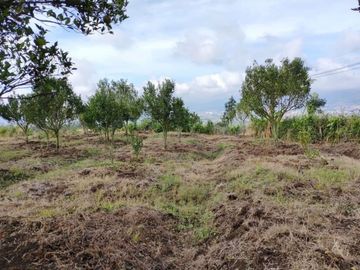 UNTUK MASA DEPAN!! Tanah kebun jeruk produktif kota batu