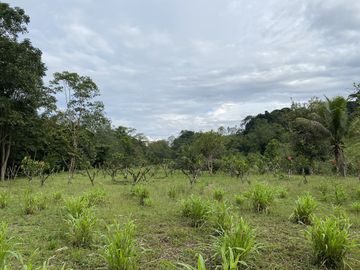 VENTA - INVIERTE EN UN FUNDO DE 94.6 HAS A 3 MINUTOS DEL CASERIO DE NUEVO PROGRESO - RAYA EN LA CIUDAD DE ISCOZACIN DEL DISTRITO DE PALCAZÚ, PROVINCIA