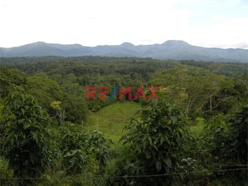 VENTA - INVIERTE EN UN FUNDO DE 94.6 HAS A 3 MINUTOS DEL CASERIO DE NUEVO PROGRESO - RAYA EN LA CIUDAD DE ISCOZACIN DEL DISTRITO DE PALCAZÚ, PROVINCIA