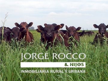 Campo en venta en Gobernador Udaondo, Cañuelas. 112 Has ganadero